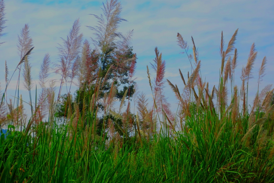 林边一丛丛，芦花伴蓝天。 - 靖西市·靖西网