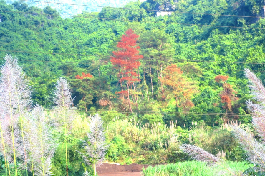 每来常留意，又见山里红。 - 靖西市·靖西网