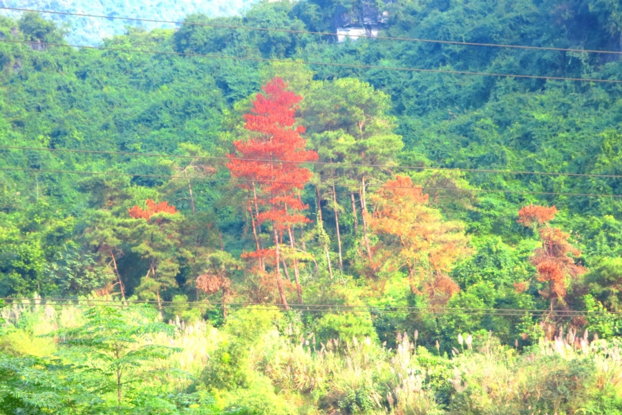 每来常留意，又见山里红。 - 靖西市·靖西网