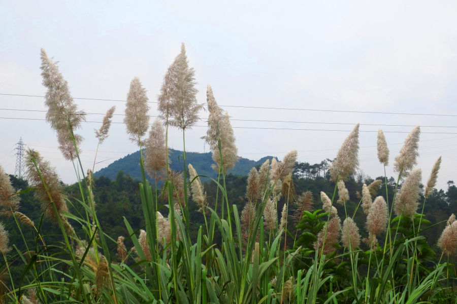 林边一丛丛，芦花伴蓝天。 - 靖西市·靖西网