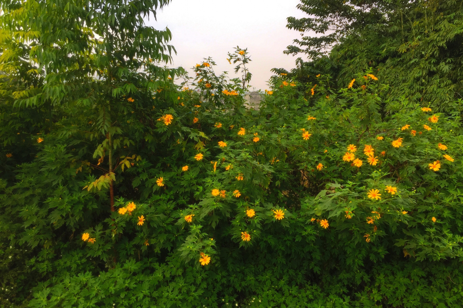 群芳春风竞发，野菊寒霜独秀。 - 靖西市·靖西网