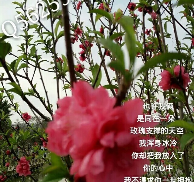 汉江神2001-4-216:00品茶---（七彩神笔）在寂寞孤独得时候总会有. - 靖西市·靖西网