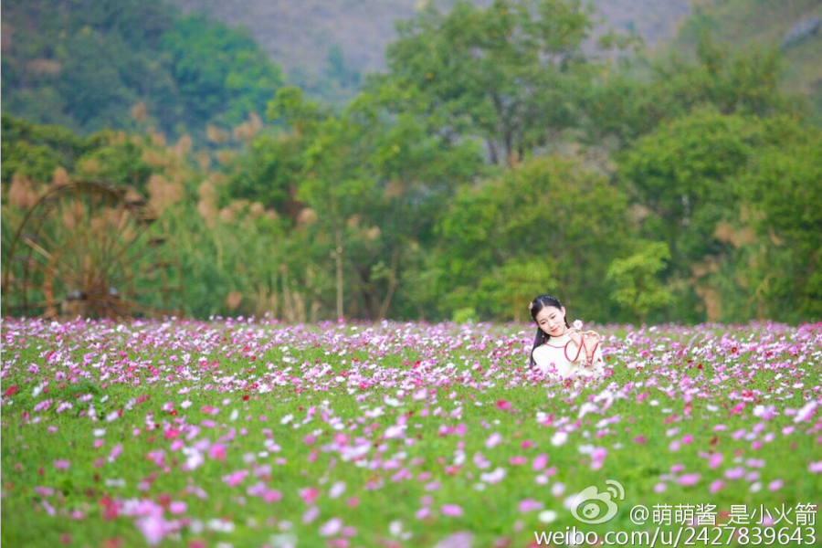 格桑花开 - 靖西市·靖西网