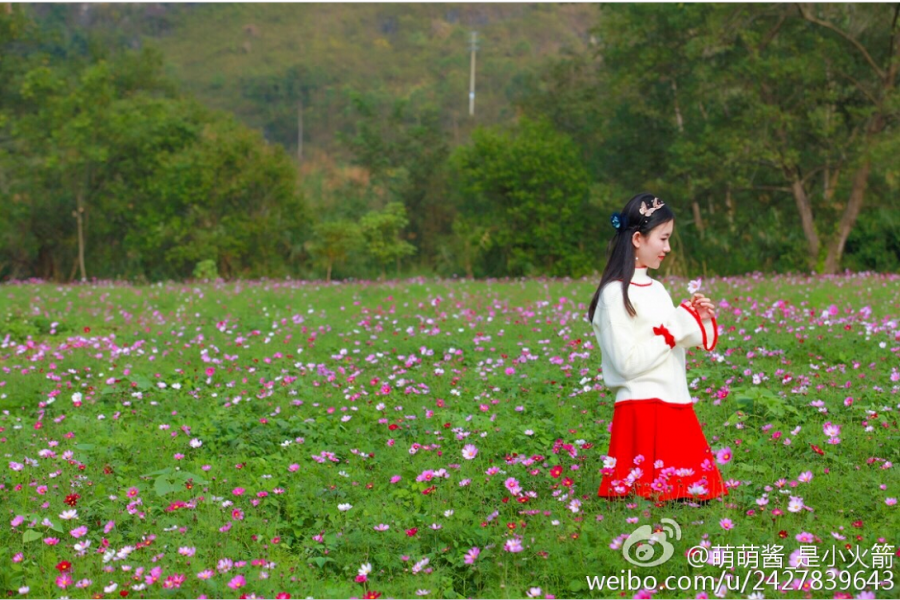 格桑花开 - 靖西市·靖西网