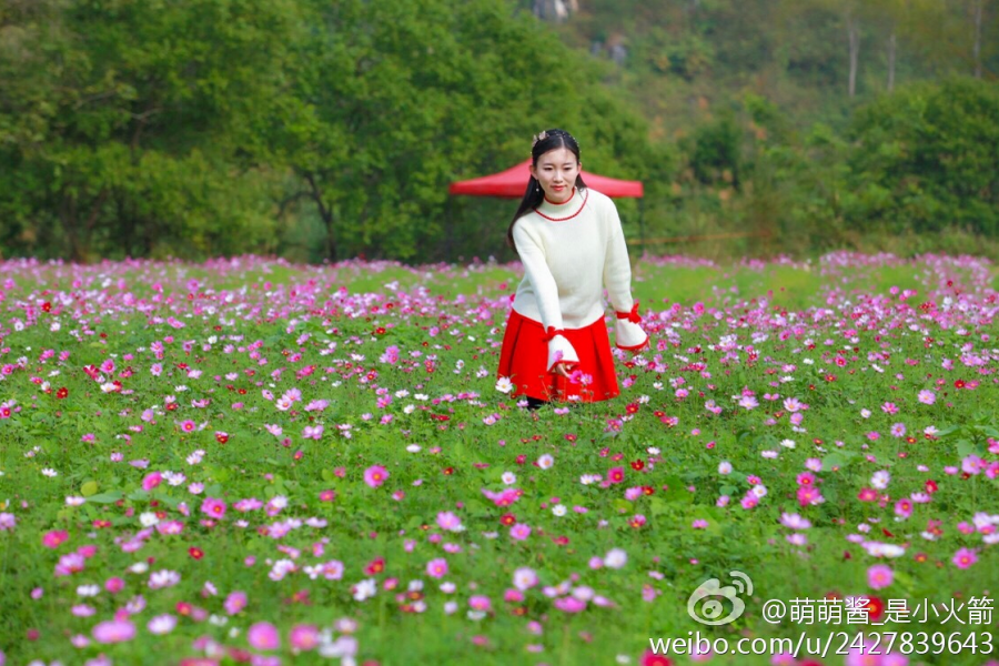 格桑花开 - 靖西市·靖西网