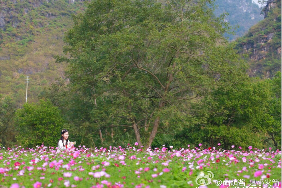 格桑花开 - 靖西市·靖西网