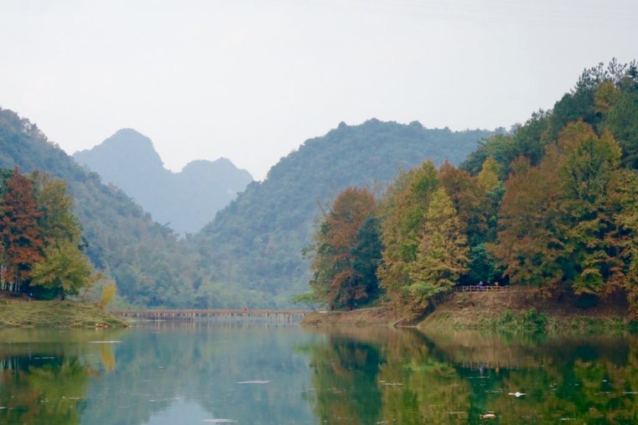 德保红枫森林公园：一年一度秋风劲，又见满山枫叶红。 - 靖西市·靖西网