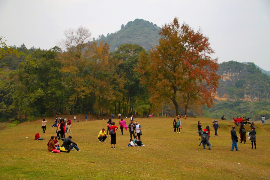 德保红枫森林公园：一年一度秋风劲，又见满山枫叶红。 - 靖西市·靖西网