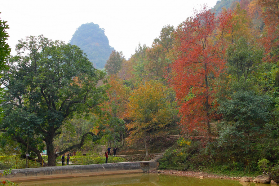 德保红枫森林公园：一年一度秋风劲，又见满山枫叶红。 - 靖西市·靖西网