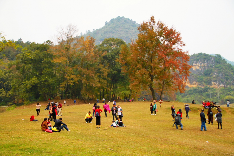 德保红枫森林公园：一年一度秋风劲，又见满山枫叶红。 - 靖西市·靖西网