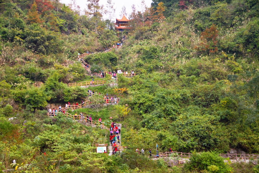 德保红枫森林公园：一年一度秋风劲，又见满山枫叶红。 - 靖西市·靖西网