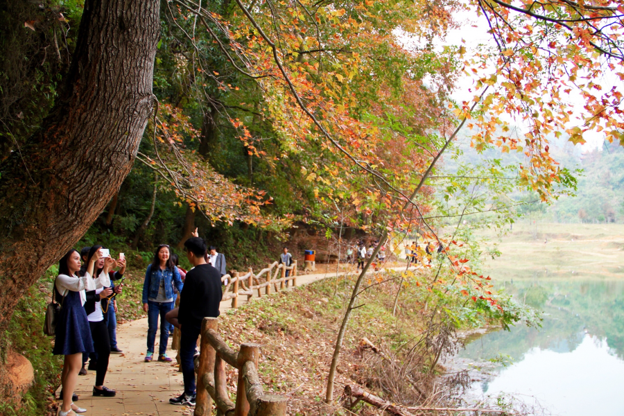 德保红枫森林公园：一年一度秋风劲，又见满山枫叶红。 - 靖西市·靖西网