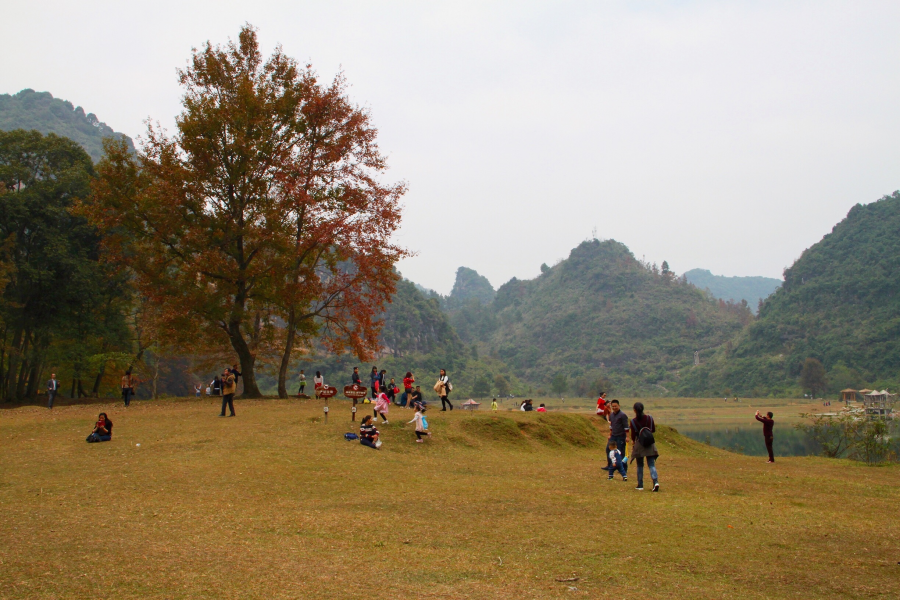 德保红枫森林公园：一年一度秋风劲，又见满山枫叶红。 - 靖西市·靖西网