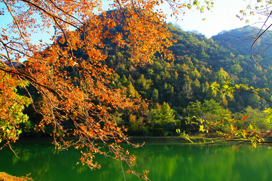 秋山斜阳照，霜叶红似火。 - 靖西市·靖西网