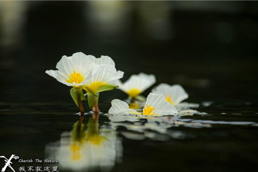 靖西海菜花、背鹭、白腰草鹬。。。。一切很美丽！ - 靖西市·靖西网