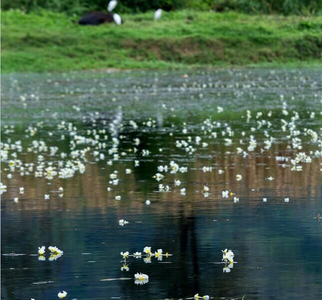 靖西海菜花、背鹭、白腰草鹬。。。。一切很美丽！ - 靖西市·靖西网