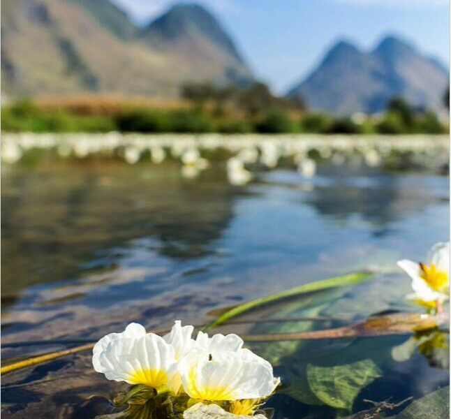 靖西海菜花、背鹭、白腰草鹬。。。。一切很美丽！ - 靖西市·靖西网