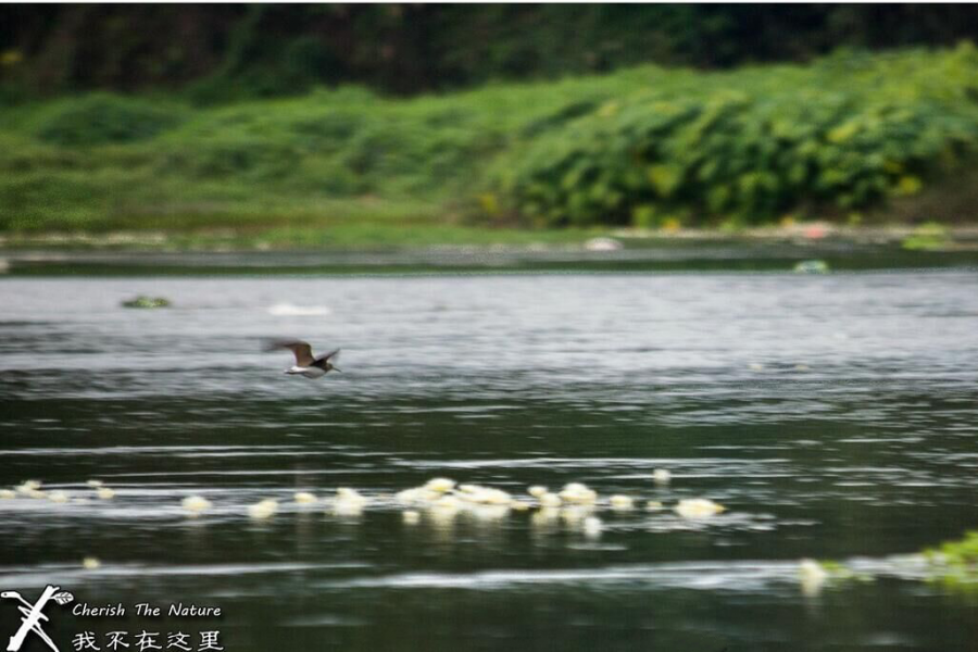 靖西海菜花、背鹭、白腰草鹬。。。。一切很美丽！ - 靖西市·靖西网