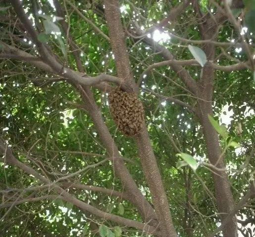 看哭了！在广西农村度过的童年你还记得吗？ - 靖西市·靖西网