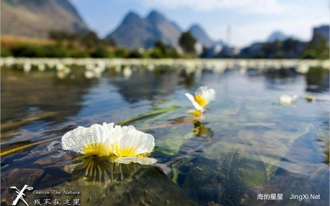 【视频】神奇美丽的靖西——有一种神奇美丽的花叫海菜花 - 靖西市·靖西网