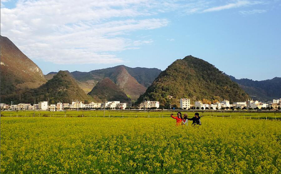 乐业县五万亩油菜花开盛似画卷 - 靖西市·靖西网