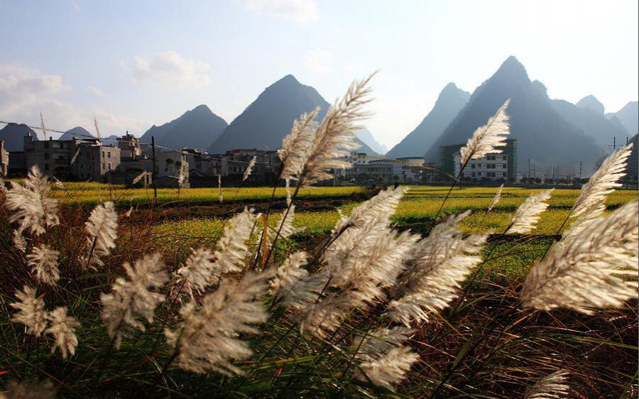 乐业县五万亩油菜花开盛似画卷 - 靖西市·靖西网