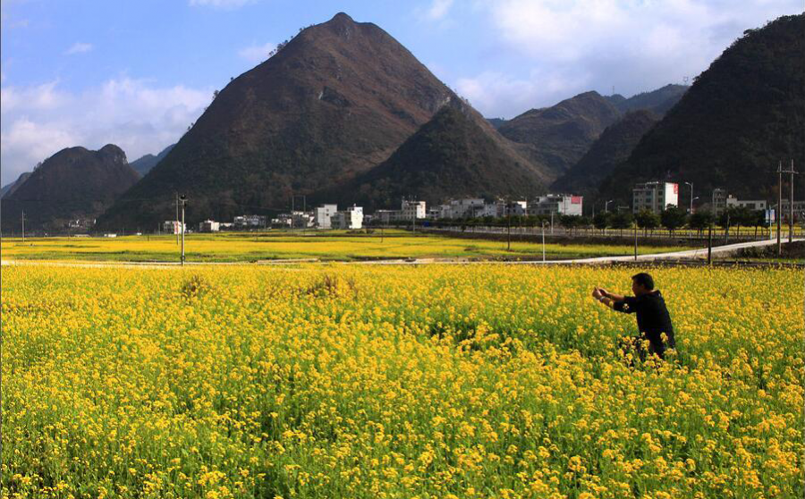 乐业县五万亩油菜花开盛似画卷 - 靖西市·靖西网