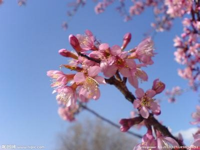 湿地公园的樱花开了 - 靖西市·靖西网