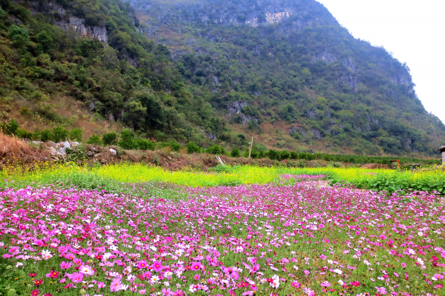 迎春,花开 - 靖西市·靖西网