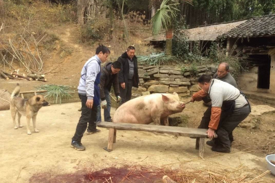 杀年猪腊猪肉，劈竹条洗粽味包粽子，买新衣穿新鞋！大家一起忙起来吧 - 靖西市·靖西网