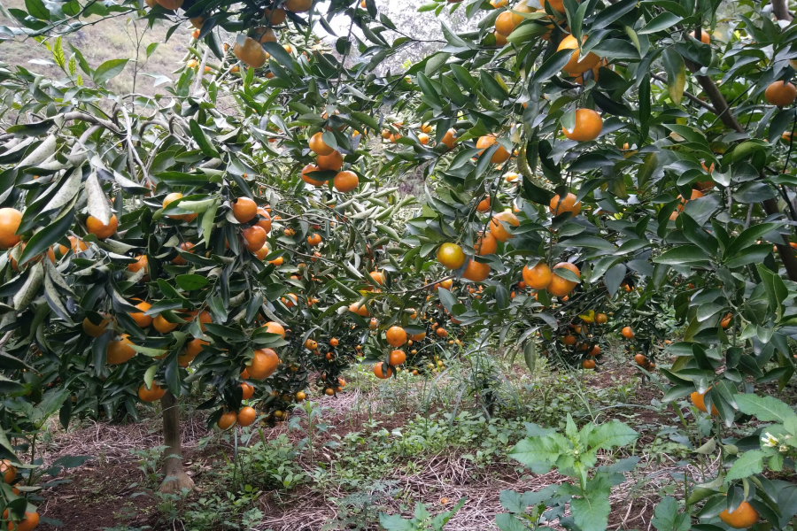 离县城最近的采摘园，靖西市第一马水桔，靖西绿泉水果药材种植场. - 靖西市·靖西网