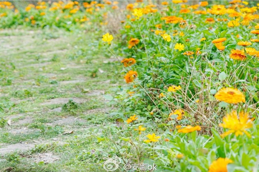 靖西：十里桃花开，三生三世 - 靖西市·靖西网