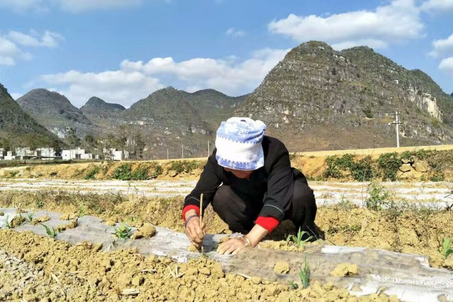 撸起袖子加油干，靖西“醉美”的老奶奶田间破膜 - 靖西市·靖西网