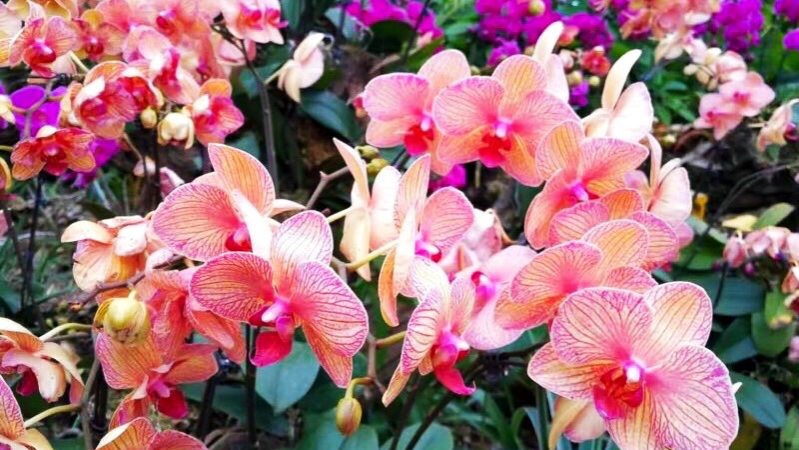 小区里春意盎然，到处张灯结彩喜迎新年。 - 靖西市·靖西网
