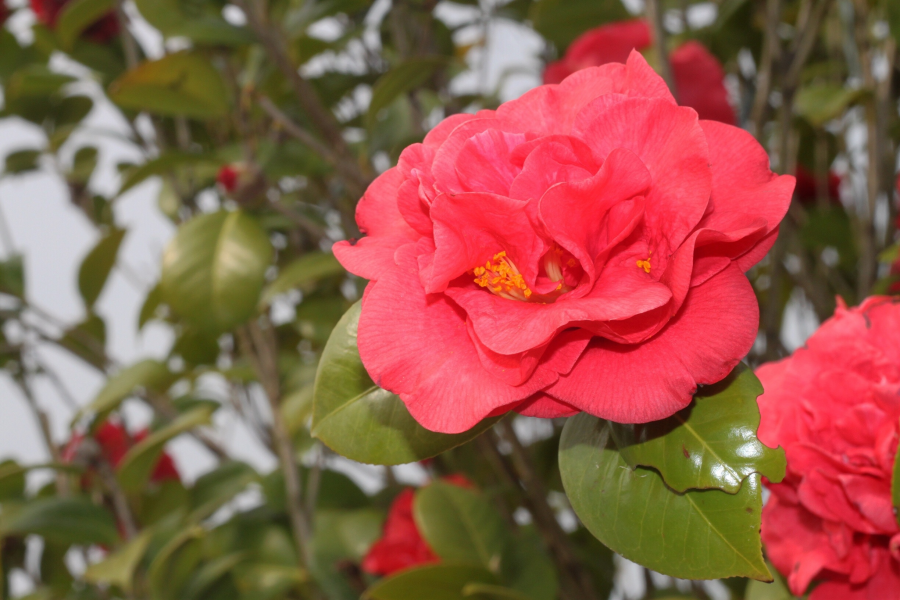 太极公园茶花竞芳菲。 - 靖西市·靖西网