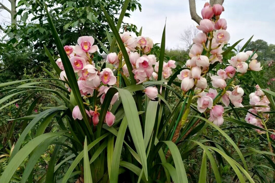 南宁青秀山兰花美景。青秀山的兰花园，是园艺现代化的体现 - 靖西市·靖西网