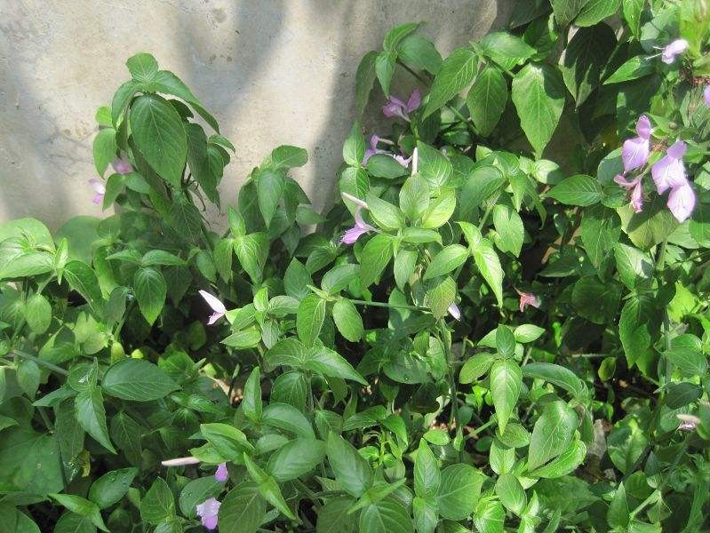 靖西人的五色糯米饭情结！ - 靖西市·靖西网