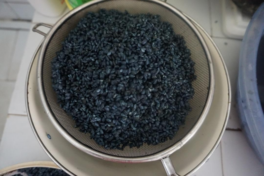 靖西人的五色糯米饭情结！ - 靖西市·靖西网