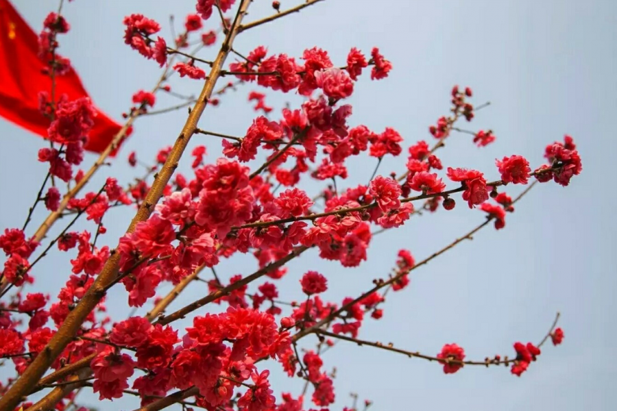 十里桃花不如你，约你一起来靖西看桃花！ - 靖西市·靖西网