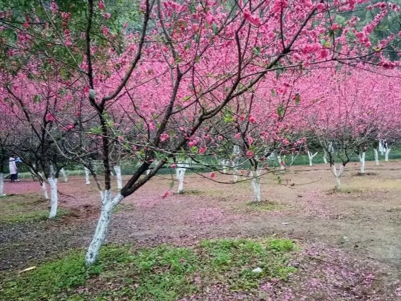 遥望桃花念佳人 - 靖西市·靖西网