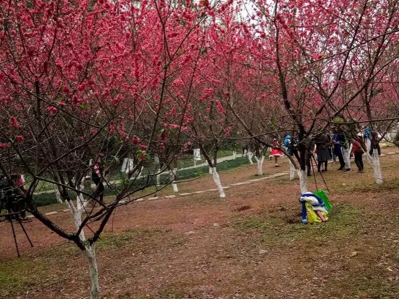 遥望桃花念佳人 - 靖西市·靖西网