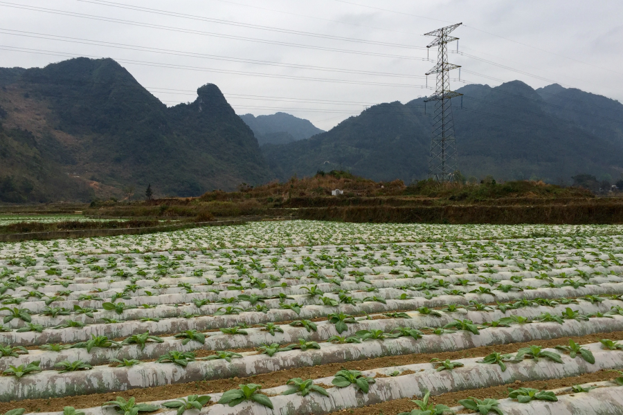 雨润门外千山绿，苗茁田野二月春。 - 靖西市·靖西网