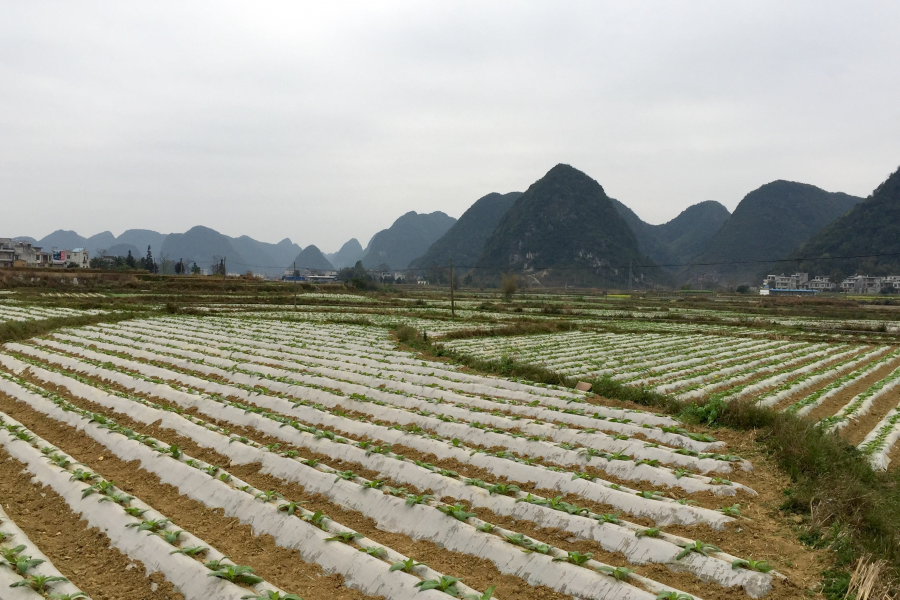 雨润门外千山绿，苗茁田野二月春。 - 靖西市·靖西网