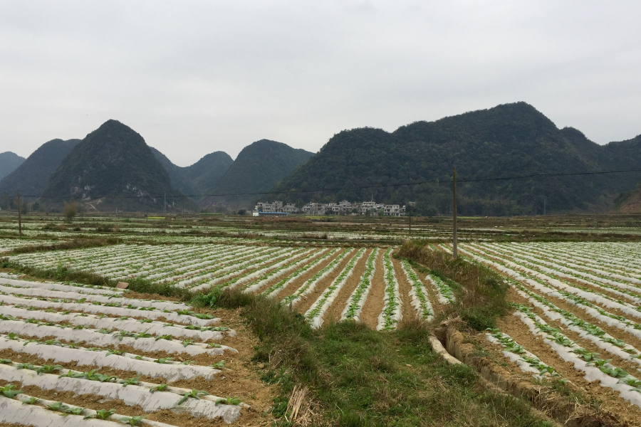 雨润门外千山绿，苗茁田野二月春。 - 靖西市·靖西网