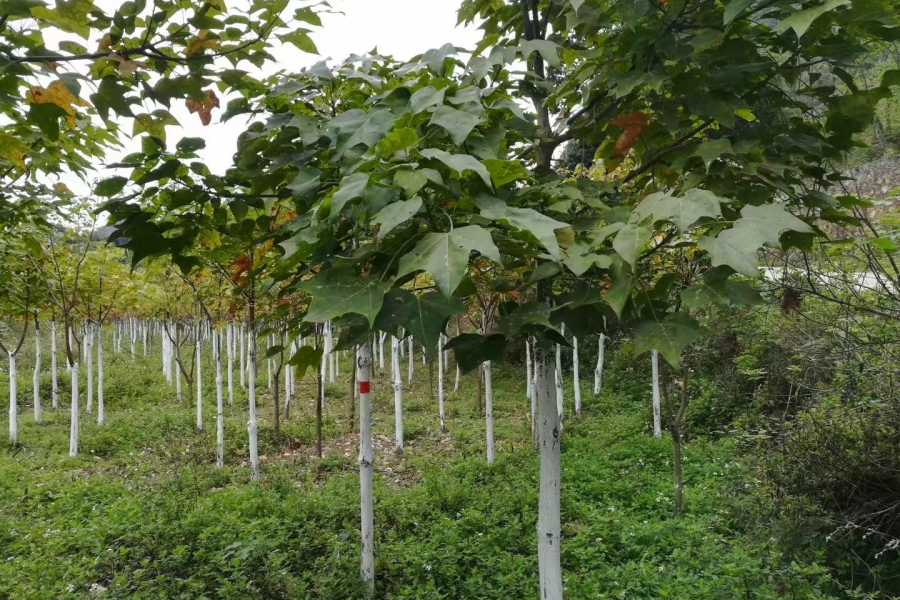 低价处理自家育苗国家二级保护植物广西火桐树 - 靖西市·靖西网