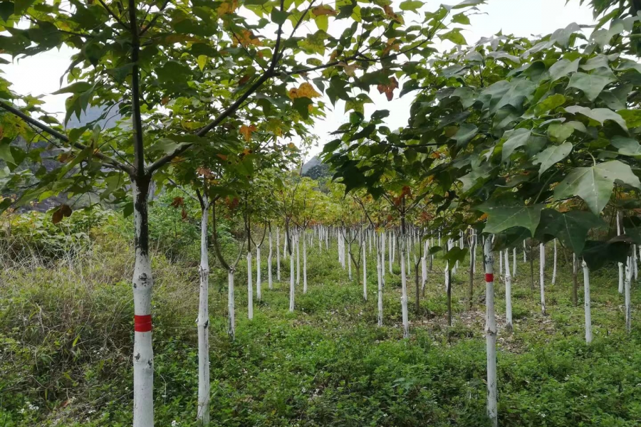 低价处理自家育苗国家二级保护植物广西火桐树 - 靖西市·靖西网