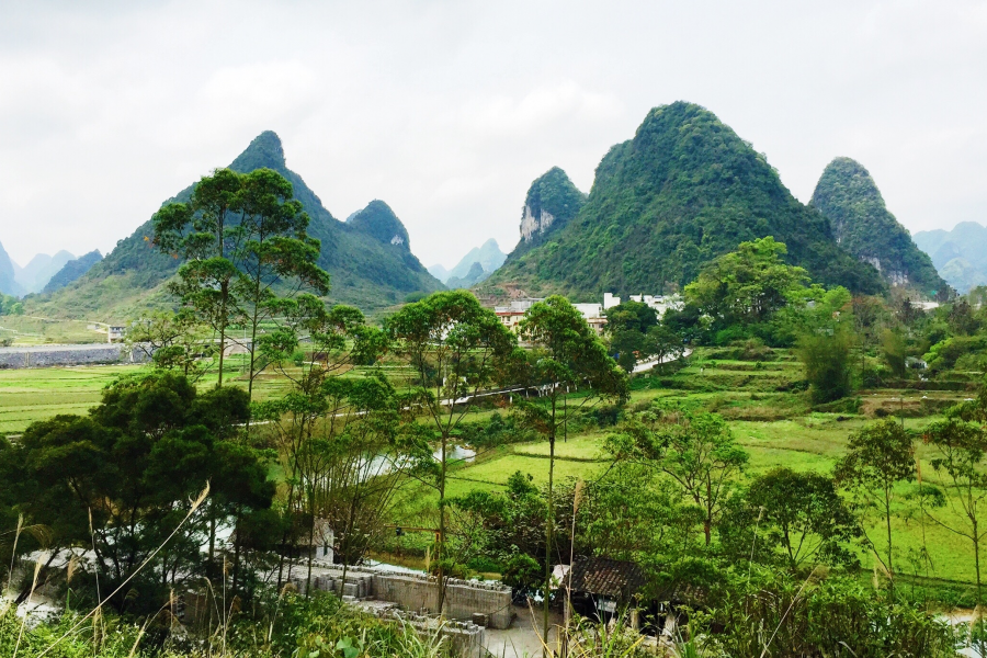 又是一年芳草绿，故乡遍地皆为春。 - 靖西市·靖西网