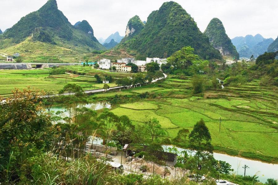 又是一年芳草绿，故乡遍地皆为春。 - 靖西市·靖西网