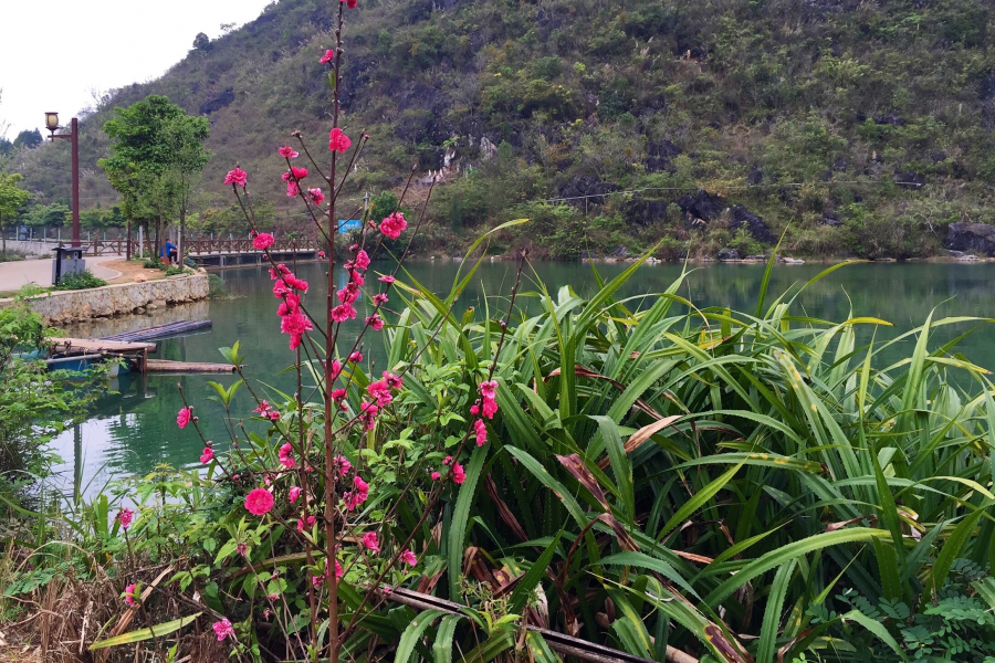 绿野芳草沐春雨，耕夫犁土种田忙。 - 靖西市·靖西网