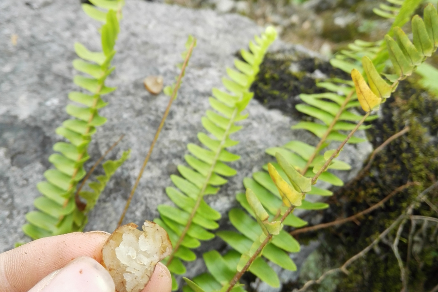 三月三扫墓摘野果，叫不上名，水份特别多 - 靖西市·靖西网